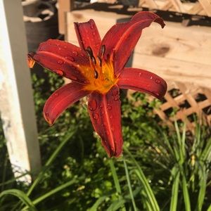 Meet your Posher, Marissa